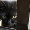 野良猫の子猫を飼おうとしたら、母猫が邪魔して飼えない！