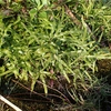  Lygodium japonicum var. microstachyum 