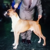 BOXER