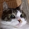 ワタシが好きだったTULIPと財津和夫　（４）愛の歌