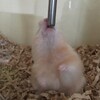 あんずあん31日目