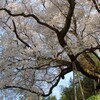 五百年の気迫を見せて満開の大山桜