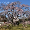 日下部家の枝垂れ桜・・