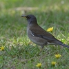 週に一度の休はやっぱり野鳥に会いに行く！いざ行かん大泉緑地公園！