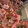 夜桜