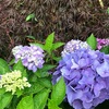 屋敷内のヤマボウシの実と紫陽花
