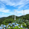 【旅行】徳島　大河原高原～風力発電と高原とアジサイ～