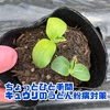 きゅうり定植前のコッソリひと手間！うどん粉病対策〜現代農業より