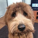 犬と山小屋と薪ストーブ