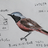 鳥の絵を上手に描くには