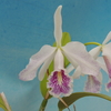 Cattleya maxima f.s/a`Yoneda'