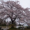 佐渡　現場も桜満開に