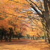 紅葉の円山にクマゲラ