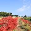 小出川の彼岸花（ヒガンバナ）見頃はいつ？2025年開花状況を紹介｜アクセス、駐車場（神奈川県藤沢市）