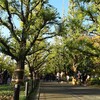 【紅葉2019】表参道エリアの紅葉は？『神宮外苑いちょう並木&表参道のケヤキ並木』 @表参道