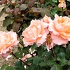 よしうみバラ公園のバラたち （25） ～ 花は心をあたためてくれる ～
