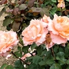 よしうみバラ公園のバラたち （25） ～ 花は心をあたためてくれる ～