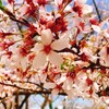 最高です！花の奥高尾ハイキング！