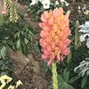 Lupinus