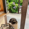 所澤神明社に住み着く猫ちゃん。
