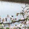 散り始めた桜と 一羽の鴨20250410
