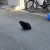 20211213 猫なんて近寄ればほぼ逃げるから逃げない猫は国宝にして