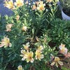 Alstroemeria