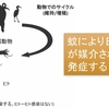 お母様より　「子どもの頃に日本脳炎ワクチンを接種していなかったのでお願いしたいのですが」