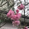 薔薇