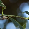 虫のご都合・虫の気持ち・そして母性愛