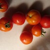 最後のミニトマト収穫🍅