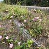 富山湾岸サイクリングコース