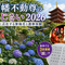 【高幡不動尊のあじさい2026】山に咲く紫陽花とおみくじ3回連続「凶」の確率とは？