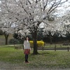 熊本県農業公園に桜の撮影に