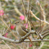 冬の植物園で出逢った鳥さんたち♪