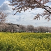 桜（主にソメイヨシノ）を楽しむハイキング：関東近郊
