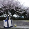 まだ3月なのに桜が散り始めた… 平日の夕方に近所の公園で花見を楽しむ