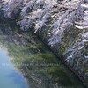 彦根城の桜