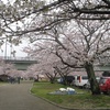 錦帯橋の上流