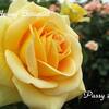 薔薇の園  * ２０１７ *  Vol.２５ * ハニーブーケ *
