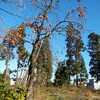 柿と新蕎麦の風景