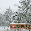 雪が降る前に