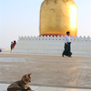 ミャンマー旅のあれこれ【動物編】犬と猫のいる風景