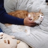 家計を見直すおひとり休み☆と、猫の日のお嬢様たち