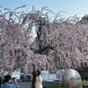 3月26日（水）上野公園ソメイヨシノはまだ３分くらいか