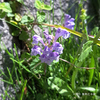 タツナミソウ Scutellaria indica
