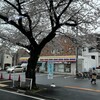 中央通りの桜並木もほぼ満開になった