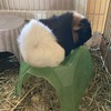重量級モルモットのアルトさん