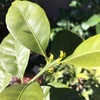 桜島小ミカン新芽出る