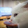 １２連休最終日